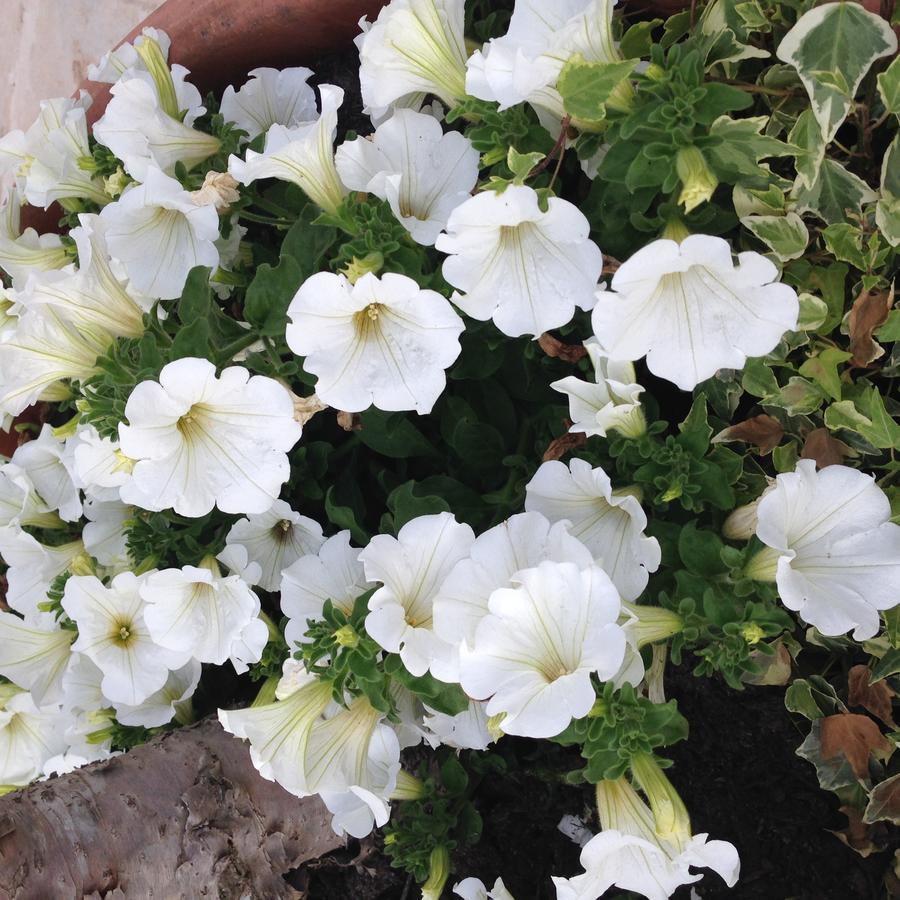אלברובלו Resort Romano In Trulli מראה חיצוני תמונה